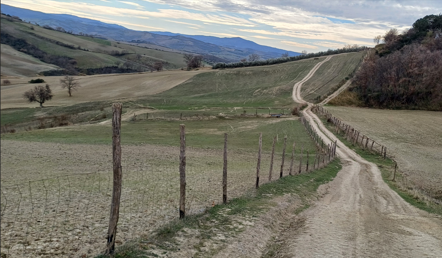Strada bianca tra gli olivi e vigneti